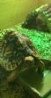 Leopard : Male approx 5 1/2 years old (Tortellini)